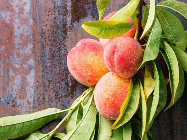Colorado ORGANIC Fruit #2 - order by 7-25