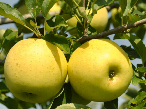1st - Washington Fruit - order by 7/13 - Image 6