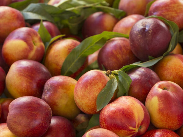 1st - Washington Fruit - order by 7/13 - Image 5